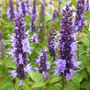 Agastache Little Adder